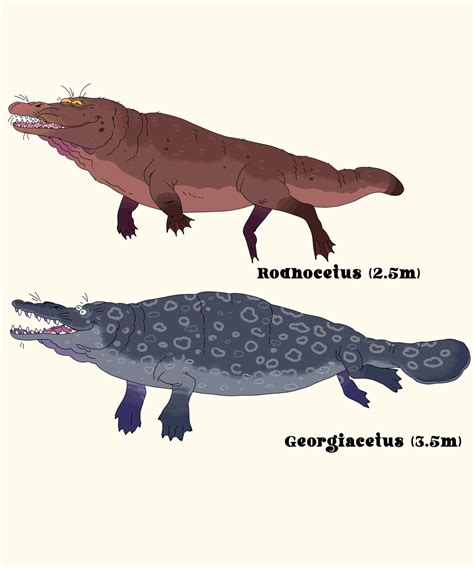 Image result for Whale Evolution Diagram