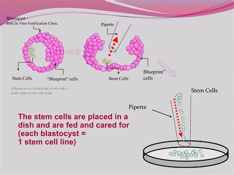 Image result for Stem Reproduction
