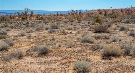 Toradh íomhá ar Biological Soil Crust Joshua Tree