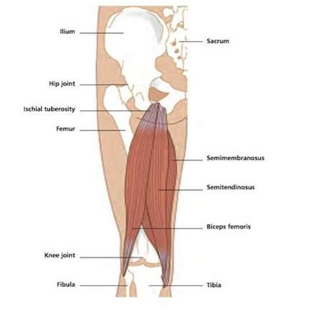 Image result for Hamstring Lifts