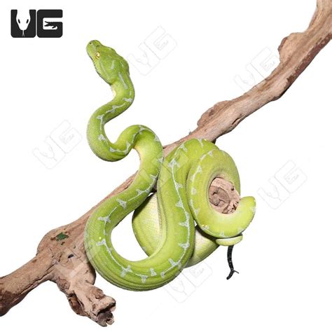 Image result for Sorong Green Tree Python