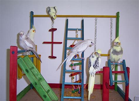 Image result for Cockatiels Playing