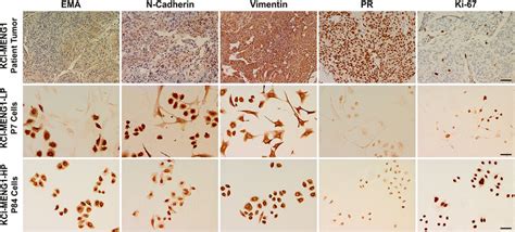 Image result for Cell Line Screening Immunostaining