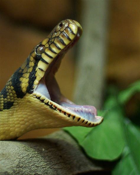 Toradh íomhá ar Columbus Zoo Python