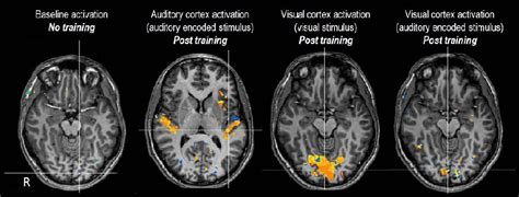 Visual Cortex Activation Map に対する画像結果