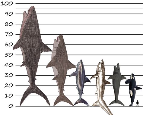 Image result for Different Size Sharks