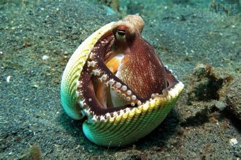 Image result for Octopus Beak