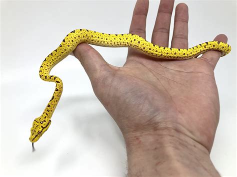 Biak Green Tree Python に対する画像結果