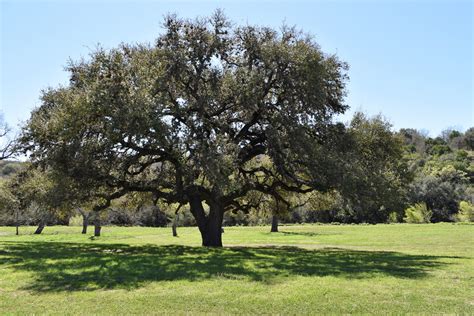 Toradh íomhá ar Houston Tree Types