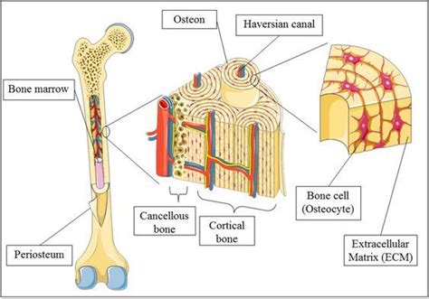Image result for Basic Structure of Compact Bone