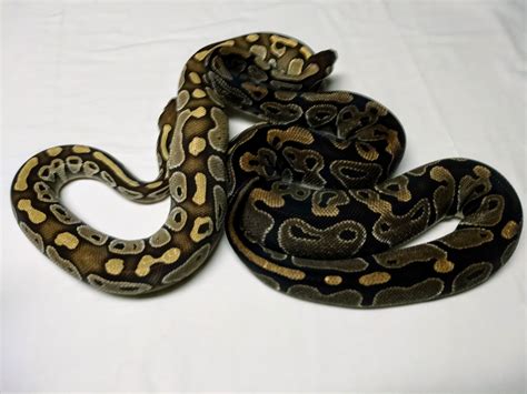 Image result for Lesser Normal Ball Python