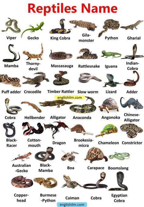 Image result for Reptiles Animals List