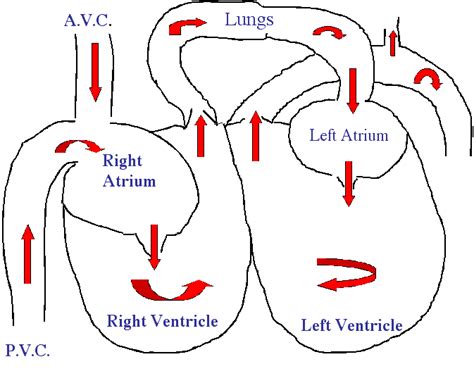 Image result for Heart Circulation Process