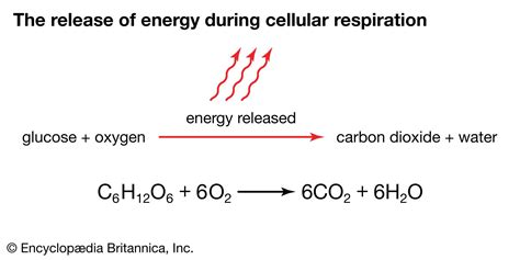 Image result for Cellular Respiration Diagram Reactants and Products