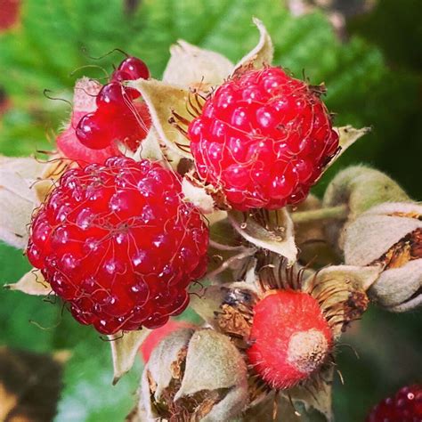 Raspberry Plant Identification に対する画像結果