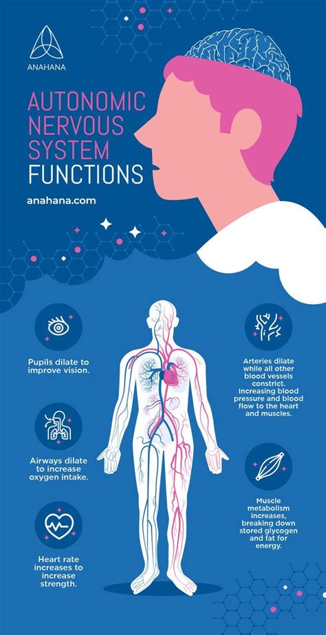 Image result for Autonomic Nervous System Examples