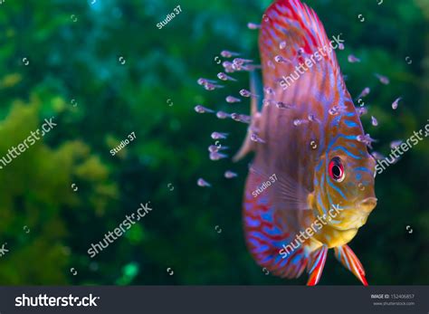 Freshwater Discus Fish に対する画像結果