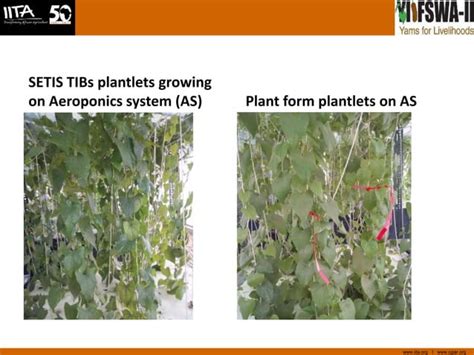 Image result for Pre Basic Seed