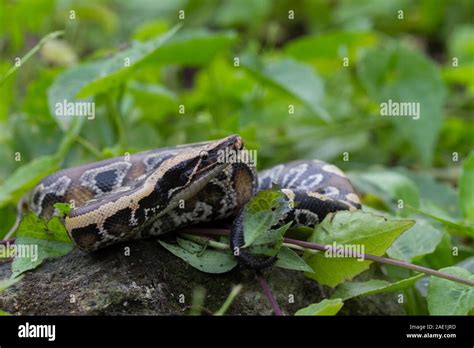 Afbeeldingsresultaten voor Red X Short-Tailed Python