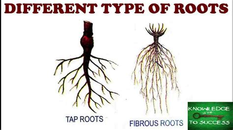 Image result for Different Root Systems