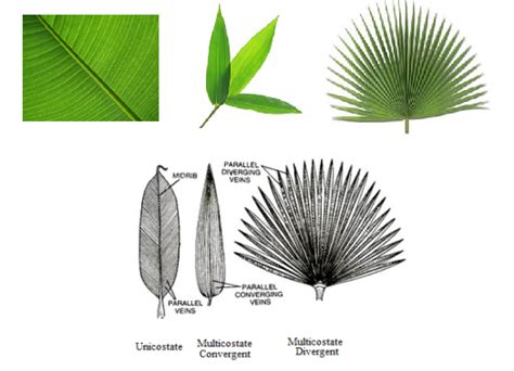 Toradh íomhá ar Feature of Parallel Leaf