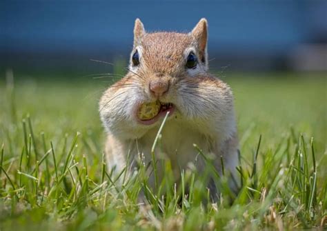 Afbeeldingsresultaten voor How to Keep Chipmunks From Garden