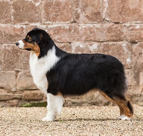 Toradh íomhá ar Australian Shepherd Types