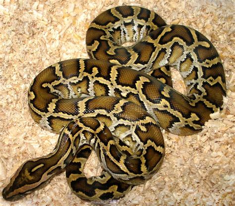 Rainbow Burmese Python に対する画像結果