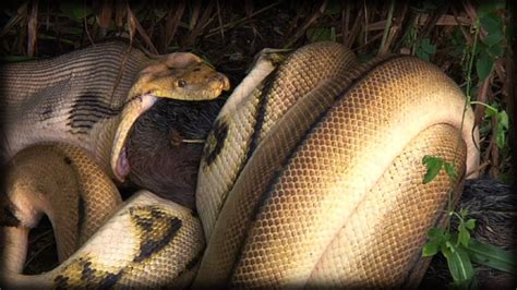 Image result for Killing a Python