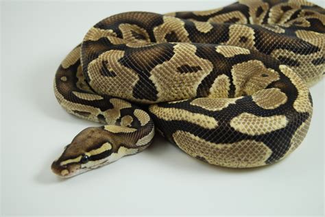 Toradh íomhá ar Mail Ball Python