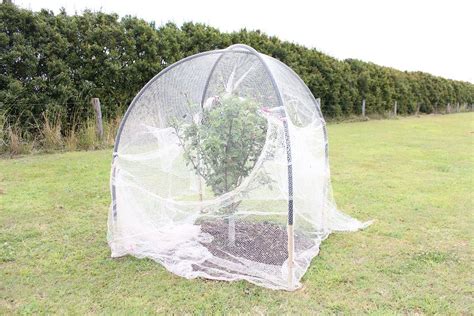 Image result for How to Bird Net a Fruit Tree