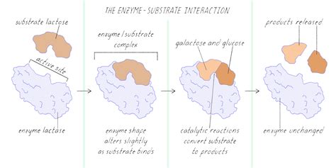 Image result for Enzyme-Substrate Complex