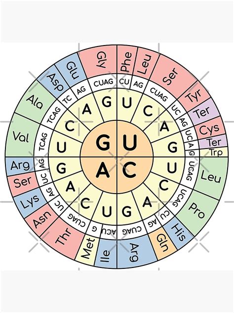 Codon Map に対する画像結果