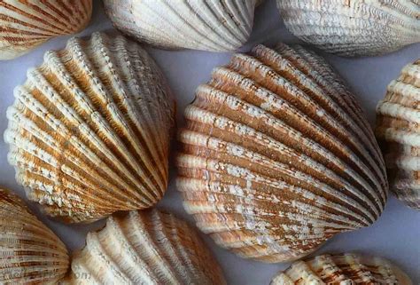 Afbeeldingsresultaten voor Simple Shell Drawing