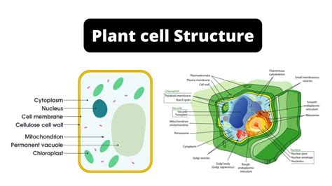 Basic Plant Cell Structure に対する画像結果