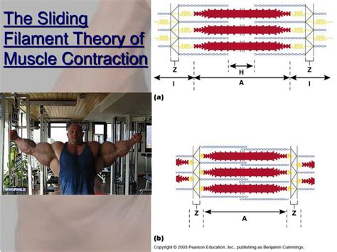 Toradh íomhá ar Sliding Filament Muscle Contraction
