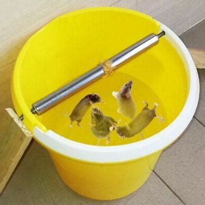 Image result for Roll Mouse Trap