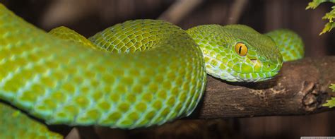 Image result for Green Tree Python 4K