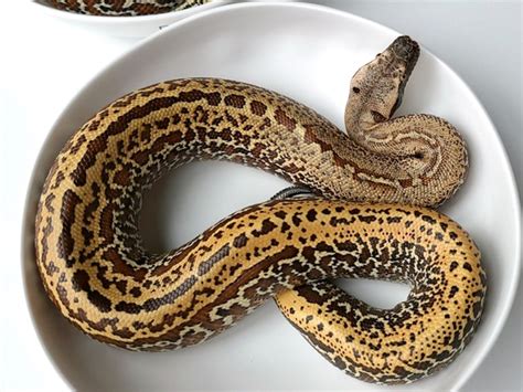 Image result for Pixel Blood Python