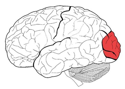 Image result for Visual Area of the Cortex