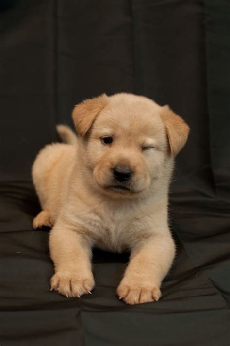 Image result for Lab Mouse Chow