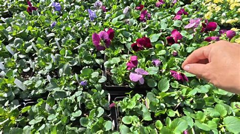 Image result for Garden Answer Latest