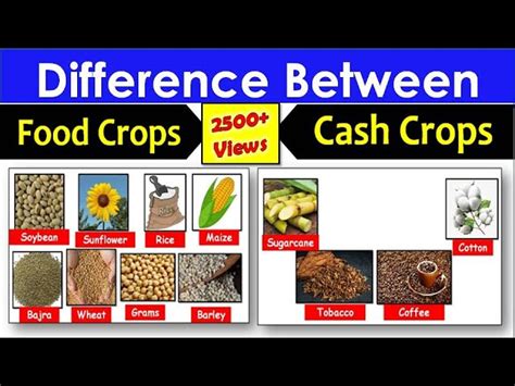 Image result for Examples of Cash Crops