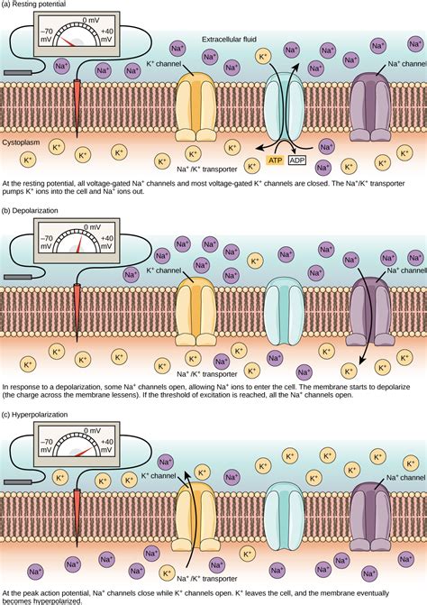 Toradh íomhá ar Finding Cell Potential