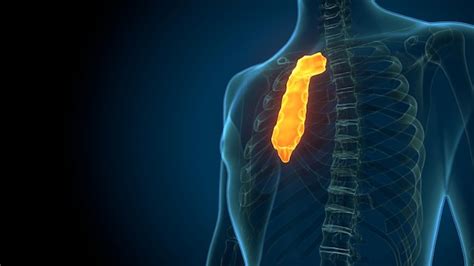 Solid Red Color On Lower Left Back に対する画像結果