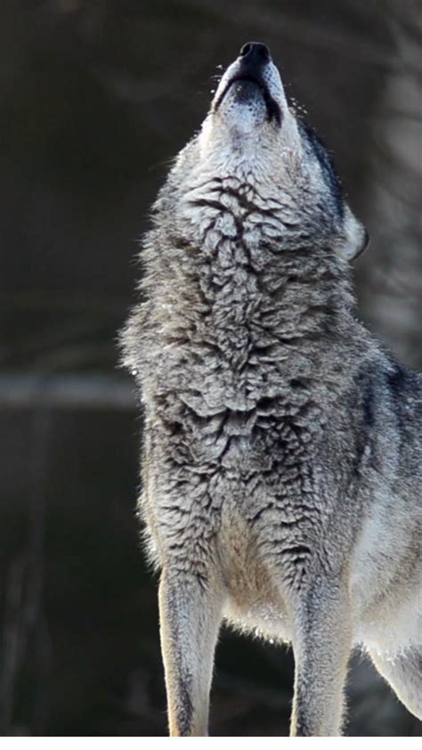 Image result for Wolves Howling Audio