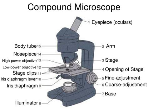Image result for First Microscope Anatomy