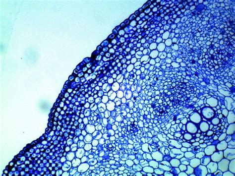 Image result for Microscope Cells