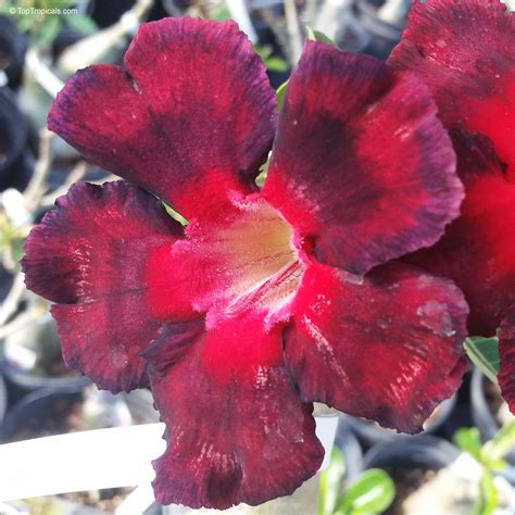 Image result for Adenium Black Red