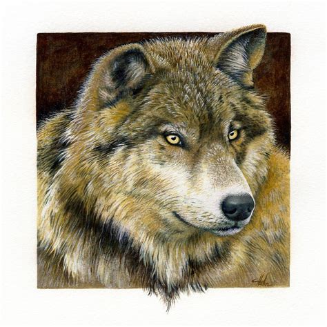 Afbeeldingsresultaten voor Timber Wolf Drawing